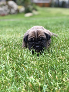 Foto №4. Ich werde verkaufen cane corso italiano in der Stadt Kiew. vom kindergarten - preis - 1500€