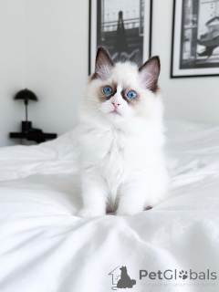 Foto №2 zu Ankündigung № 176622 zu verkaufen ragdoll-katze - einkaufen Australien quotient 	ankündigung