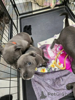 Foto №3. Chiots Staffordshire Bull Terrier zu verkaufen. Frankreich