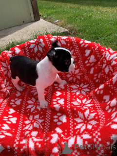 Foto №2 zu Ankündigung № 172957 zu verkaufen boston terrier - einkaufen Belgien quotient 	ankündigung, züchter