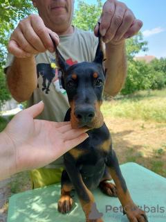 Foto №4. Ich werde verkaufen dobermann in der Stadt Belgrad.  - preis - Frei