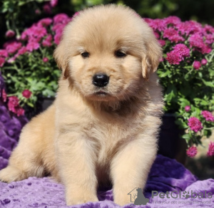 Foto №2 zu Ankündigung № 103624 zu verkaufen golden retriever - einkaufen USA quotient 	ankündigung