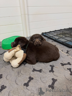 Foto №3. Entzückende gelbe Labrador Retriever-Welpen sind bereit für ihr ewiges Zuhause!. Deutschland
