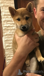 Foto №1. shiba - zum Verkauf in der Stadt Minsk | 874€ | Ankündigung № 7862