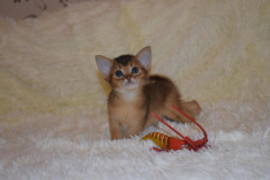 Foto №3. Ich biete für die Reservierung der Abessinier-Kätzchen von heller Wildfarbe 1,5. Russische Föderation