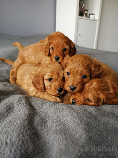 Foto №3. Wunderschöne Cavapoo-Welpen zur kostenlosen Adoption. Deutschland