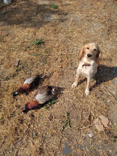 Foto №2 zu Ankündigung № 146006 zu verkaufen russian spaniel - einkaufen Ukraine züchter