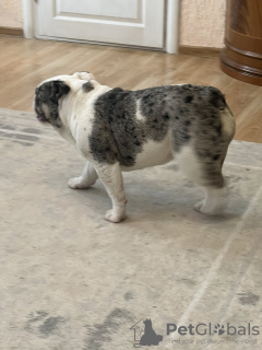 Foto №3. englische Bulldogge. Weißrussland