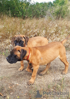 Foto №2 zu Ankündigung № 24380 zu verkaufen bullmastiff - einkaufen Russische Föderation quotient 	ankündigung