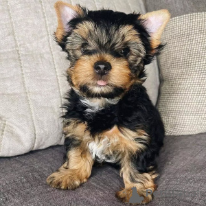 Foto №1. yorkshire terrier - zum Verkauf in der Stadt Berlin | 550€ | Ankündigung № 164791