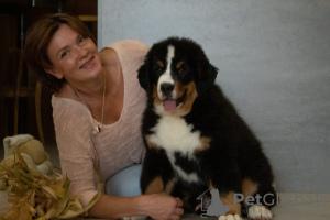 Foto №4. Ich werde verkaufen berner sennenhund in der Stadt Minsk. vom kindergarten, züchter - preis - 1200€