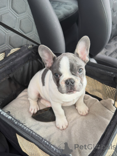 Foto №1. französische bulldogge - zum Verkauf in der Stadt München | verhandelt | Ankündigung № 171254