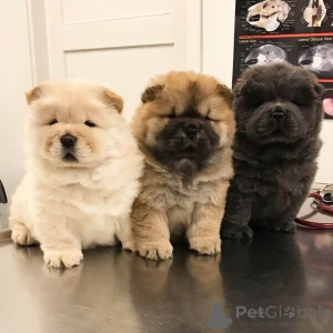 Foto №3. Chow-Chow-Welpen Suchen Ein Liebevolles zuhause.. Deutschland