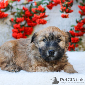 Foto №2 zu Ankündigung № 126211 zu verkaufen west highland white terrier - einkaufen Deutschland quotient 	ankündigung