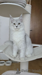 Foto №3. Mainecoon-Kätzchen. Belgien