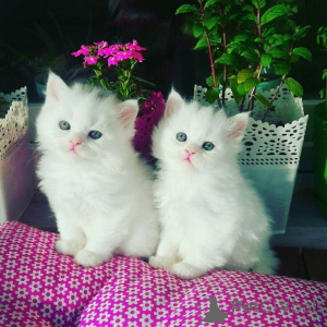 Foto №1. perserkatze - zum Verkauf in der Stadt Berlin | 300€ | Ankündigung № 174578