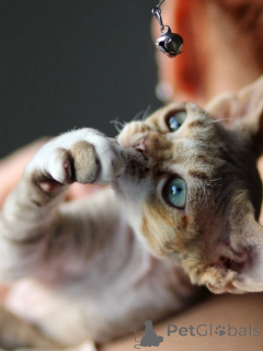 Foto №2 zu Ankündigung № 171388 zu verkaufen devon rex - einkaufen Deutschland quotient 	ankündigung