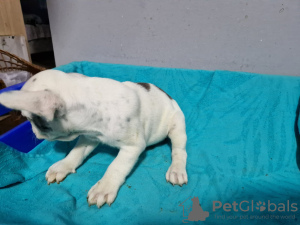 Zusätzliche Fotos: Französische Bulldoggenwelpen zu verkaufen