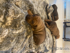 Foto №2 zu Ankündigung № 176060 zu verkaufen shar-pei - einkaufen Griechenland quotient 	ankündigung