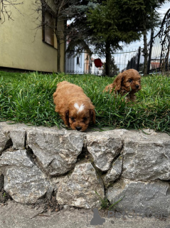 Zusätzliche Fotos: Cavapoo-Welpen zu verkaufen