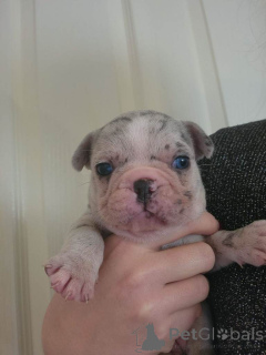 Foto №2 zu Ankündigung № 161383 zu verkaufen französische bulldogge - einkaufen USA quotient 	ankündigung