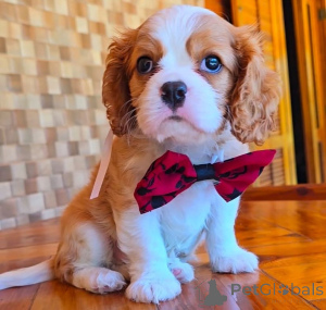 Foto №2 zu Ankündigung № 155456 zu verkaufen cavalier king charles spaniel - einkaufen Finnland quotient 	ankündigung
