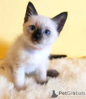 Foto №4. Ich werde verkaufen siamkatze in der Stadt Brüssel. quotient 	ankündigung, züchter - preis - 500€