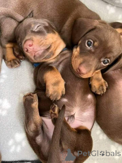 Foto №1. dackel - zum Verkauf in der Stadt Berlin | verhandelt | Ankündigung № 160060