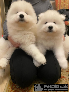 Foto №2 zu Ankündigung № 134185 zu verkaufen  - einkaufen Polen züchter