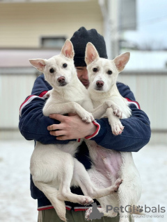 Foto №1. mischlingshund - zum Verkauf in der Stadt Москва | Frei | Ankündigung № 91586