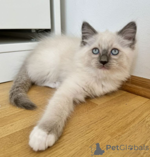 Foto №1. ragdoll-katze - zum Verkauf in der Stadt Stutee | 350€ | Ankündigung № 166427