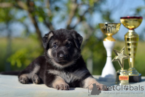 Foto №1. osteuropäischer schäferhund - zum Verkauf in der Stadt Toljatti | 554€ | Ankündigung № 105669