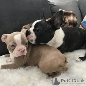 Foto №2 zu Ankündigung № 131339 zu verkaufen boston terrier - einkaufen Schweiz 