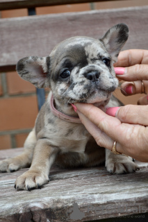 Foto №3. Französische Bulldoggenwelpen. Weißrussland