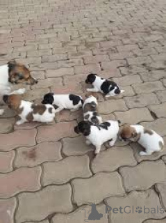 Foto №1. jack russell terrier - zum Verkauf in der Stadt Paris | 700€ | Ankündigung № 166737