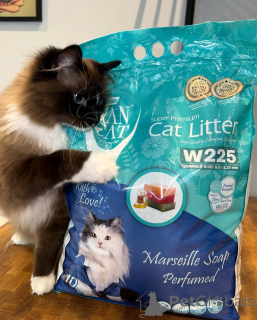 Foto №2 zu Ankündigung № 155559 zu verkaufen ragdoll-katze - einkaufen Norwegen quotient 	ankündigung