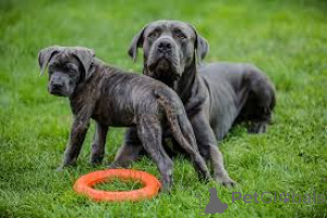 Foto №4. Ich werde verkaufen cane corso italiano in der Stadt Berlin.  - preis - verhandelt