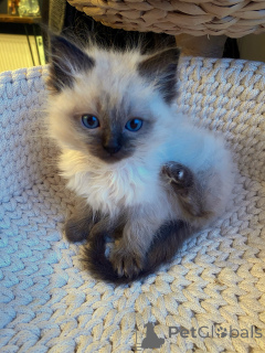 Foto №3. Reinrassige Ragdoll-Kätzchen zum Verkauf. Liebevolle Begleitkatzen, bereit für. Deutschland