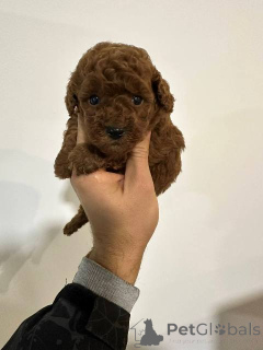 Foto №4. Ich werde verkaufen pudel (toy) in der Stadt Werbass.  - preis - verhandelt