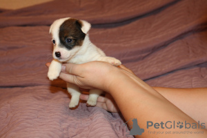 Foto №2 zu Ankündigung № 4451 zu verkaufen jack russell terrier - einkaufen Russische Föderation vom kindergarten