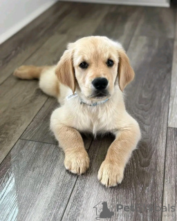 Foto №3. Gesunde, süße, bezaubernde und sozialisierte Golden Retriever-Welpen. Deutschland