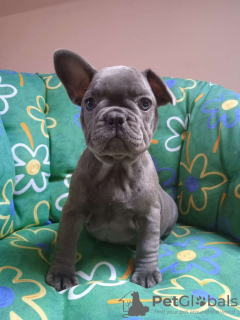 Foto №1. französische bulldogge - zum Verkauf in der Stadt Hemsedal | Frei | Ankündigung № 124867