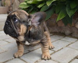 Foto №4. Ich werde verkaufen  in der Stadt Minsk. quotient 	ankündigung - preis - 589€