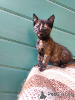 Foto №1.  - zum Verkauf in der Stadt Moskwa | Frei | Ankündigung № 145511