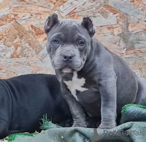 Foto №4. Ich werde verkaufen american bully in der Stadt Krasnodar. quotient 	ankündigung - preis - 739€