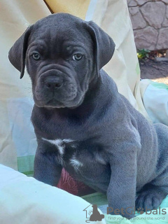 Foto №2 zu Ankündigung № 123030 zu verkaufen cane corso italiano - einkaufen USA quotient 	ankündigung