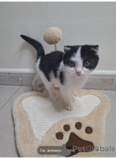 Foto №2 zu Ankündigung № 131045 zu verkaufen schottische faltohrkatze - einkaufen Vereinigte Arabische Emirate quotient 	ankündigung