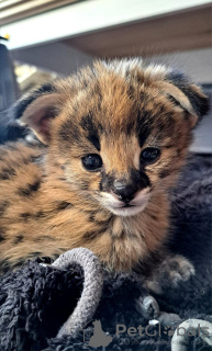 Foto №3. Savannah-Katzen Serval und Caracal. Republik Korea