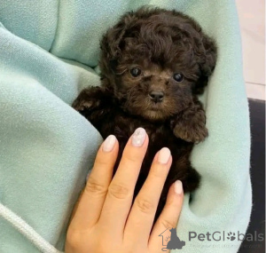 Foto №4. Ich werde verkaufen pudel (toy) in der Stadt Berlin. quotient 	ankündigung, züchter - preis - 500€