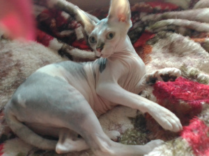 Foto №2 zu Ankündigung № 4801 zu verkaufen sphynx cat - einkaufen Russische Föderation quotient 	ankündigung